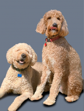 Milo & Tonie, VP of Happiness
