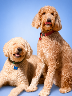 Milo & Tonie, VP of Happiness